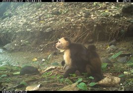 Ein junger männlicher Kapuzineraffe trägt ein Baby-Brüllaffen Ein junger männlicher Kapuzineraffe trägt ein Baby-Brüllaffen