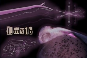 Visualisierung der Rolle von Lmx1b bei der Musterbildung der Flossen- und Gliedmaßen-Achsen. 