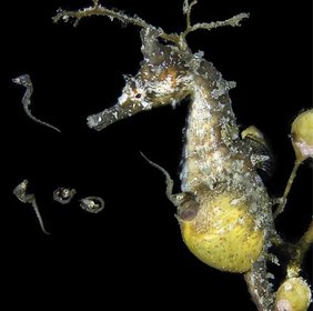 Männliches koreanisches Seepferdchen (Hippocampus haema) bei der Geburt. Die Jungtiere verlassen die Bruttasche. 