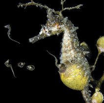 Männliches koreanisches Seepferdchen (Hippocampus haema) bei der Geburt. Die Jungtiere verlassen die Bruttasche. 