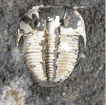 Augen bei Trilobiten