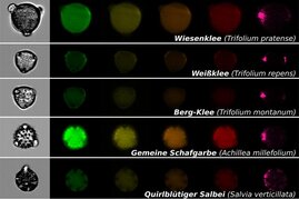 Jede Reihe zeigt ein einzelnes Pollenkorn einer bestimmten Pflanzenart mit einer normalen mikroskopischen Aufnahme 