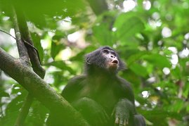 Mia, ein junges Bonobo-Weibchen auf einem Baum