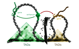 Topologisch assoziierte Domänen (TADs)