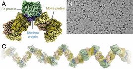 Grafik Komplexbildung der Nitrogenase mit dem Shethna-Protein II