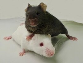 Mäuse der Stämme „Black-6“ (schwarz) und „PWD“ (weiß).