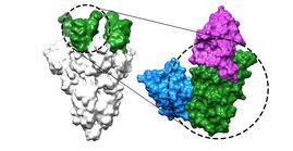 Coronavirus-Spike-Protein Nanobodies