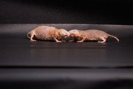 Eine trächtige Nacktmull-Königin (links) und ein Arbeiter (rechts) beschnuppern sich. Eine trächtige Nacktmull-Königin (links) und ein Arbeiter (rechts) beschnuppern sich.