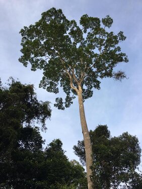 Der Amazonas-Regenwald speichert rund 80 bis 120 Milliarden Tonnen Kohlenstoff. Die Zerstörung des Waldes hätte laut Greenpeace einen CO2-Ausstoß zur Folge, der etwa dem 400-fachen der jährlichen CO2-Emissionen von Deutschland entspräche.  
