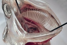 Im Inneren des Mauls dieser Sardelle werden Planktonpartikel durch das Kiemenreusensystem zurückgehalten. Im Inneren des Mauls dieser Sardelle werden Planktonpartikel durch das Kiemenreusensystem zurückgehalten.