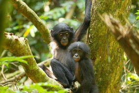 Bonobo-Geschwister  Stress