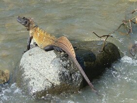 Ein prächtiges Männchen der Sulawesi-Segelechse (Hydrosaurus celebensis). Die kleinen „Wasserdrachen“ sind häufig in der Nähe von Flüssen anzutreffen. 