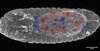 Embryo der Fruchtfliege (Drosophila) in der Rückenansicht