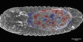 Embryo der Fruchtfliege (Drosophila) in der Rückenansicht