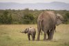 Weiblicher Afrikanischer Elefant mit Kalb  