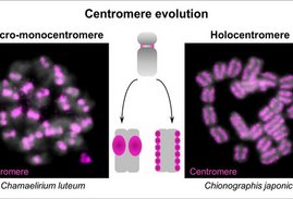 Die Mikroskopaufnahmen zeigen mitotische Chromosomen. 