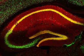 Nervenzellen eines Mäusegehirns (grün) und das Protein PRG-1 (rot)