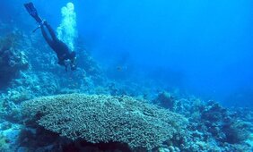 Korallen im Meer