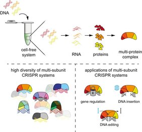 CRISPR-Systeme