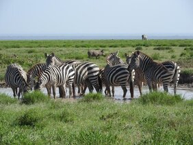 Zebraherde an einer Wasserstelle in Ostafrika 