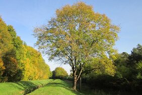 Landschaft mit einzelner Esche