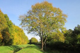 Landschaft mit einzelner Esche