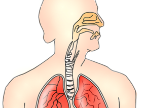 Anatomie - Aremwege