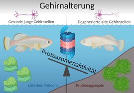 Die Abnahme der Proteasomenaktivität ist ein frühes Anzeichen der Gehirnalterung und beeinträchtigt die Ribosomenfunktionalität. In alten Gehirnen können sich die Ribosomen nicht mehr richtig zusammensetzen und aggregieren.