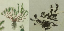 Drosera intermedia: Links, wie von F.G. Hayne in der Erstbeschreibung von 1798 gezeichnet und von J.S. Capieux graviert. Rechts der dazu passende, nun entdeckte Herbarbeleg aus München.  