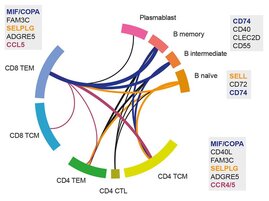 Auf Einzelzellsequenzierung basierende bioinformatische Analyse einer pathologischen T-Zelle