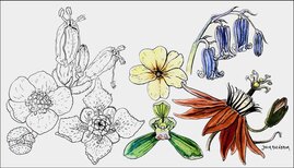 In Schwarz-Weiß: drei fossile Blüten aus der frühen Kreidezeit (Glandulocalyx, Normanthus, Platydiscus). In Farbe: vier rezente Gattungen (Cymbidium, Primula, Hyacinthoides und Passiflora).  