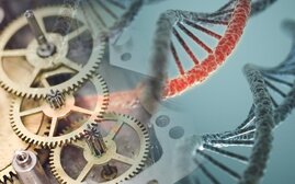 Neue epigenetische Uhr entdeckt