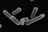 Elektronenmikroskopische Aufnahme des E. coli-Stamms, der multiresistente E. coli-Stämme verdrängen kann. 