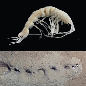 Krebstier Cuniculomaera grata 