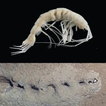 Krebstier Cuniculomaera grata 