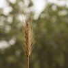 Eine Ähre von Hordeum Bulbosum 