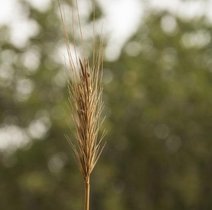 Eine Ähre von Hordeum Bulbosum in Israel Eine Ähre von Hordeum Bulbosum