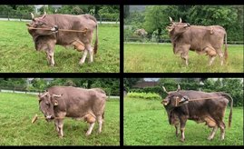 Die Kuh Veronika Die Kuh Veronika