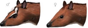 Zeichnerische Darstellung des männlichen (links) und weiblichen Hirschferkels der Art Dorcatherium naui, die vor elf Millionen Jahren im heutigen Allgäu lebte.