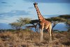 Eine Netz-Giraffe im Samburu National Park, Kenia.  