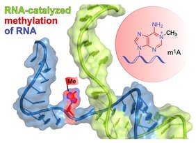 Das schematisch dargestellte Ribozym (grün) bindet an die Ziel-RNA (blau) durch Basenpaarung und installiert die Methylgruppe (rote Flagge) an einer definierten Stelle eines ausgewählten Adenins. 