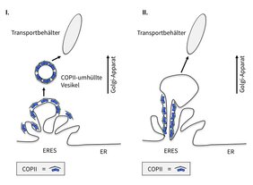 Proteintransport vom ER zum Golgi-Apparat nicht über COPII-umhüllte Vesikel