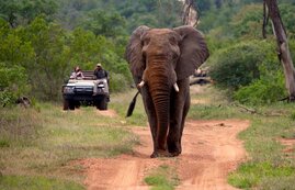 Elefant im Schutzgebiet