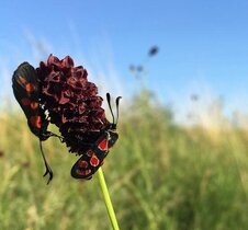 Blütenbesucher: Widderchen auf Wiesenknopf 