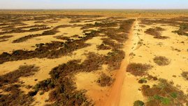 Tigerbuschlandschaft in Niger  