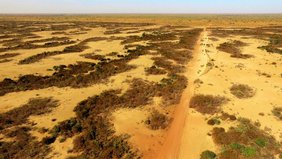 Tigerbuschlandschaft in Niger  
