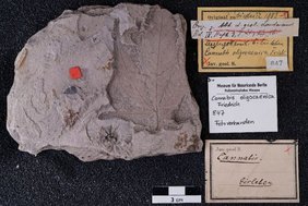 Fossiles Cannabisblatt 