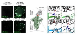 SARS-CoV-2 Spike-Protein 