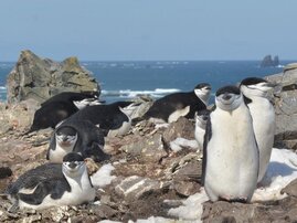 Zügelpinguine, die in einer gefährlichen Umgebung nisten, verschaffen sich durch tausendfachen, sekundenlangen Mikroschlaf insgesamt große Mengen an Schlaf. 