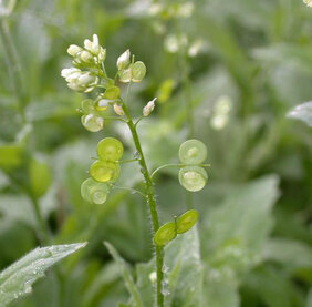 Das Brillenschötchen (Biscutella didyma). 